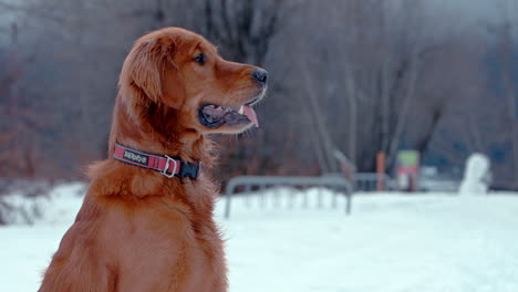 golden retriever profile in snow covered park