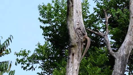 the clouded monitor lizard is found in thailand and other countries in asia