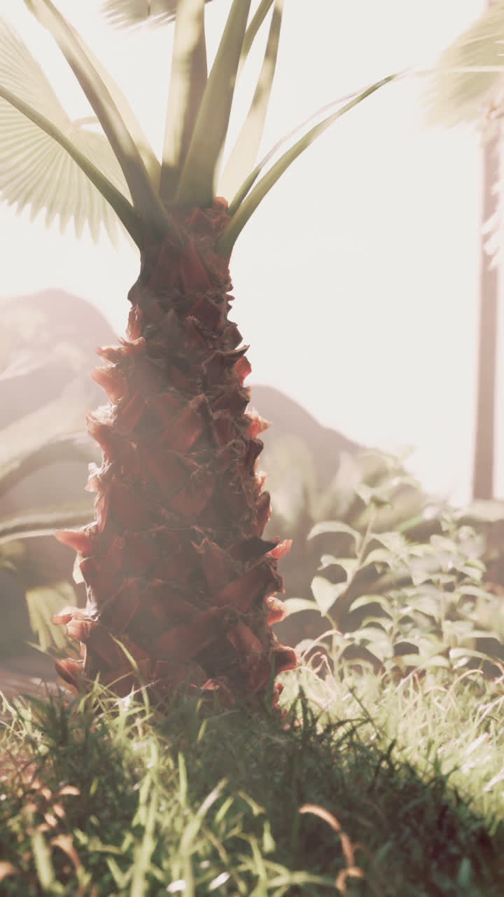 열대 풍경 에 있는 나무 줄기