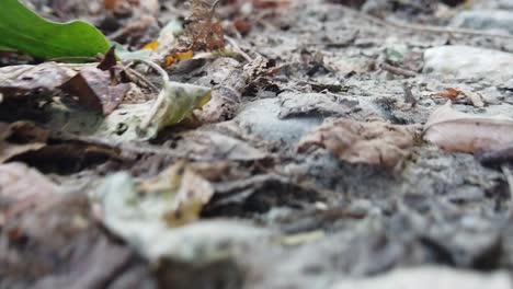 Gefallene-Trockene-Herbstblätter-Im-Wald-An-Einem-Herbsttag