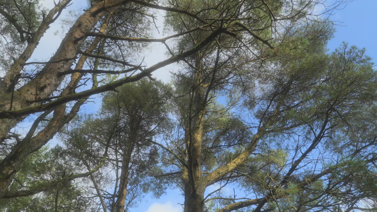 Walking under trees with view upwards on autumn day