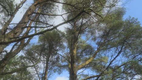 walking under trees with view upwards on autumn day