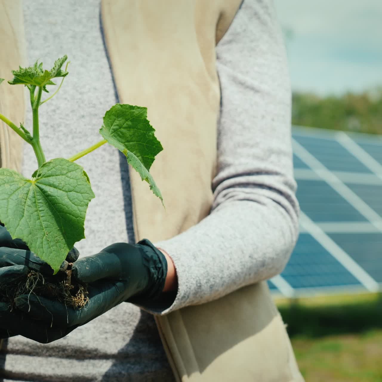 agricultor sostiene plántulas de pepino en medio de una planta de energía solar doméstica 1