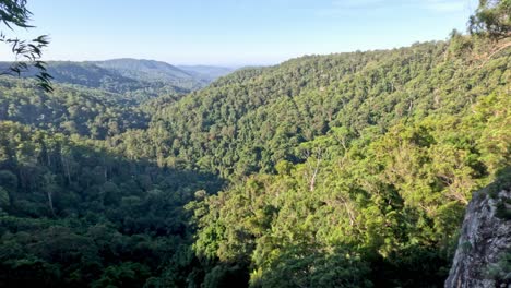 lush green forest with distant mountains