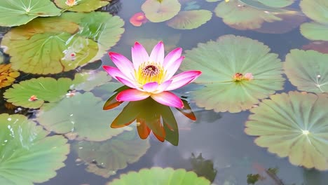 flor de lirio de agua rosa floreciendo en un estanque