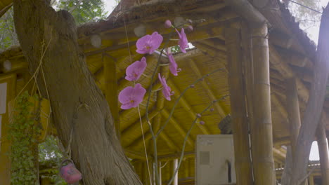 static shot, garden with beautiful orchid