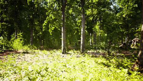 última-Luz-Del-Día-Entrando-En-El-Viejo-Bosque-Solo-Llueve-Después