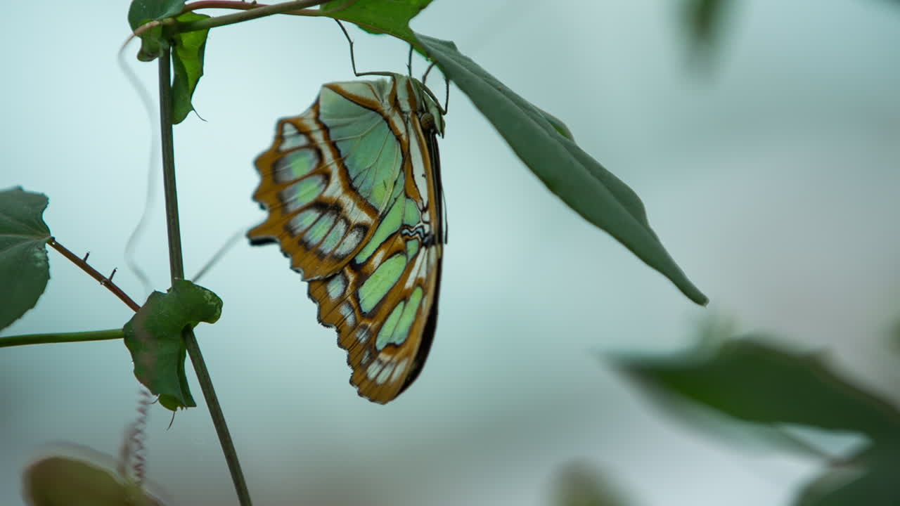 Farfalla Macro 21