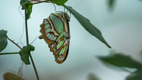 butterfly macro 21