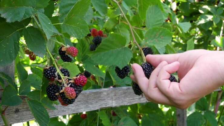 Cinematic close-up of clusters at different stages of ripeness growing along a rustic wooden garden support, surrounded by dense green foliage