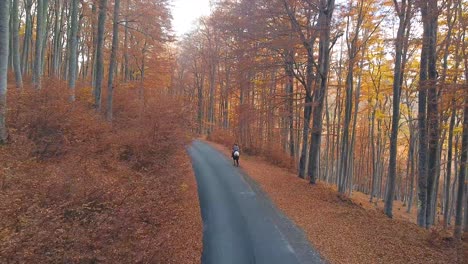 person riding a horse in a forest in autumn with orange leaves and tall trees