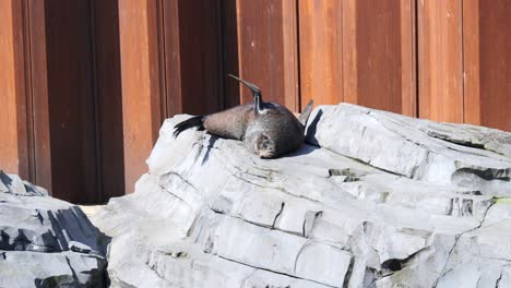 loving sea lion lounging on gray rocks