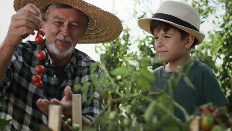 Video-Grabado-En-Mano-Del-Abuelo-Recogiendo-Tomates-Con-Un-Pequeño-Ayudante