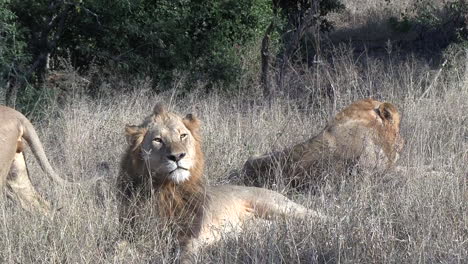 Junge-Männliche-Löwen-Zusammen-Im-Afrikanischen-Trockengras