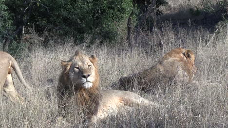 Leones-Machos-Jóvenes-Juntos-En-La-Hierba-Seca-Africana