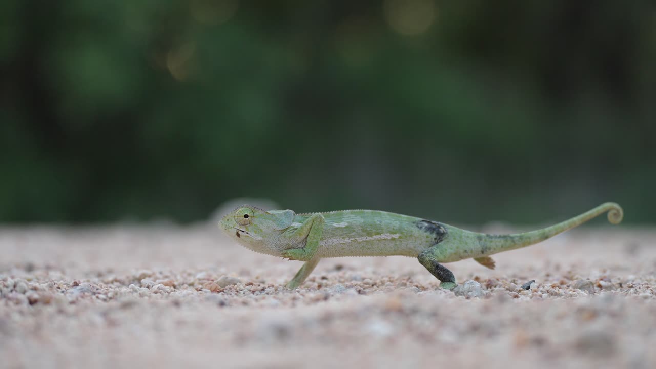 카멜레온이 천천히 지나간다