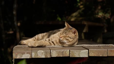 up-close of domestic house cat sitting on wood slabs outside during the day in the shade