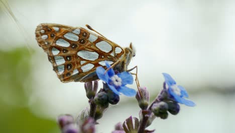 Una-Mariposa-Se-Posa-Elegantemente-Sobre-Una-Flor,-Sumergiéndose-En-Los-Suaves-Rayos-Del-Sol-En-Un-Entorno-Natural-Tranquilo