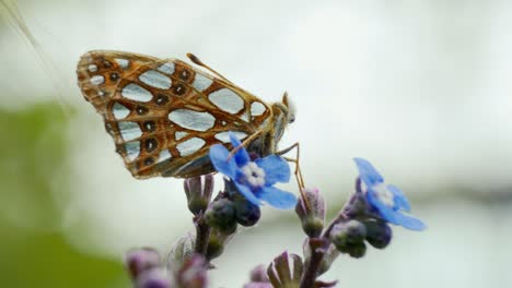 una mariposa elegantemente posada en una flor, empapándose de los suaves rayos del sol en un entorno natural tranquilo