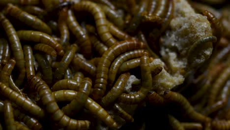 The-Mealworm-is-a-species-of-Darkling-Beetle-used-to-feed-pets-like-fish,-snakes,-birds,-and-frogs