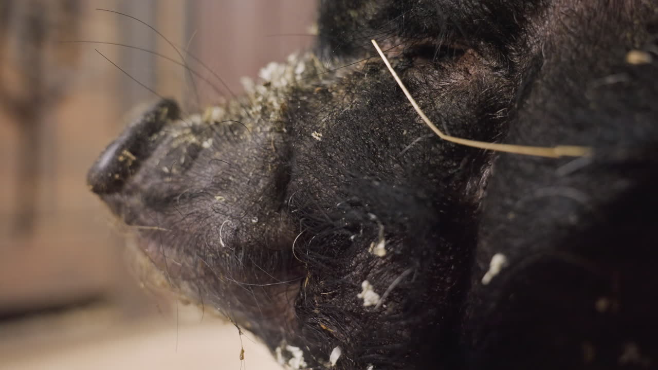 Close-up do focinho com palha e detritos na pelagem áspera, cuidador caucasiano oferecendo petisco e construindo confiança, ritual de alimentação lenta em estábulo rústico, partículas flutuando e vínculo tátil enfatizado pela suavidade.