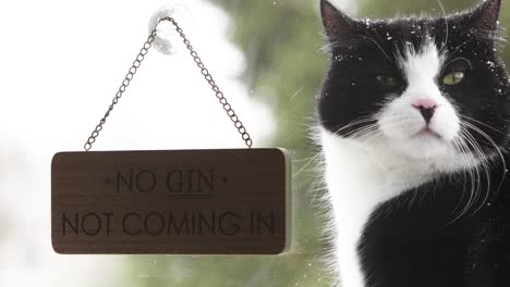 black and white cat posing outdoors during snowfall next to funny sign hanging on window