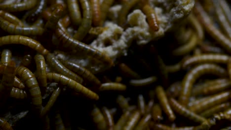 The-Mealworm-is-a-species-of-Darkling-Beetle-used-to-feed-pets-like-fish,-snakes,-birds,-and-frogs