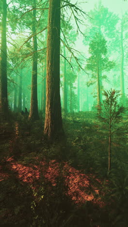 a serene forest with tall trees and fog