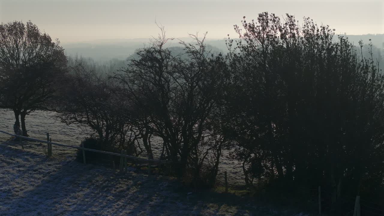 낮은 공중 드론은 나무와 의 안개 얼음 겨울 아침에