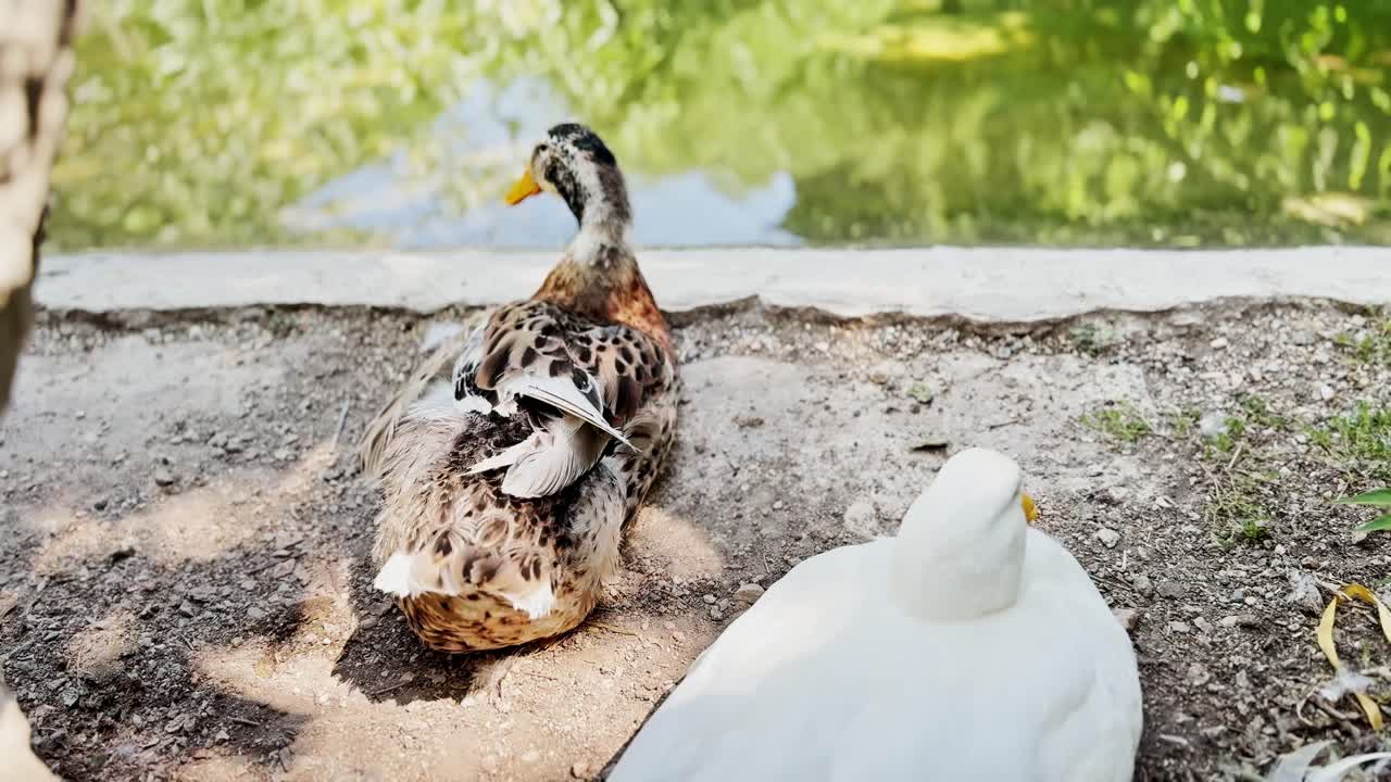 Ducks Relaxing by Pond Edge on Sunny Day, Mallard Grooming