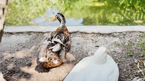 ducks relaxing by pond edge on sunny day, mallard grooming