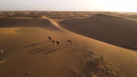 camellos dromedarios en las dunas de arena del desierto del sahara africano al atardecer, antena estática