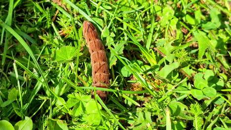 elephant hawk moth caterpillar crawls on grass