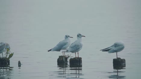 seagulls standing on wooden posts