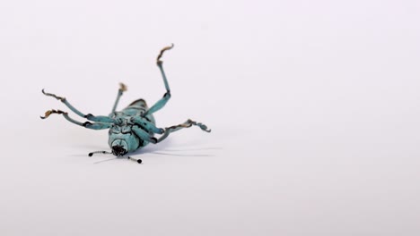 helpless upside down blue weevil struggles and waves legs, isolated