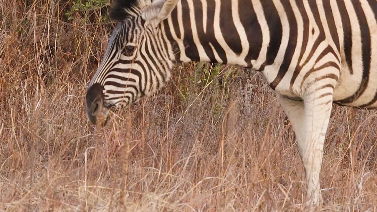 A zebra stands in the African savannah, its head lowered as it grazes on the lush grass
