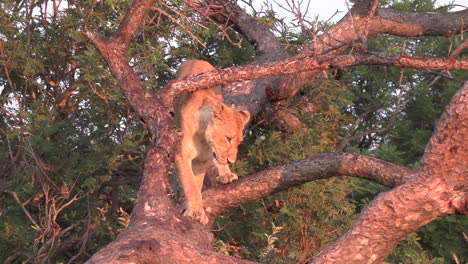close view of lioness descending from fallen tree at golden hour