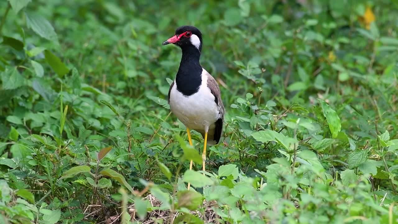 red-wattled lapwing은 태국에서 가장 흔한 새 중 하나입니다.