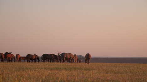 caballos pastando en un campo al amanecer o al atardecer