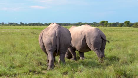 two rhinos feeding under a blue african sky