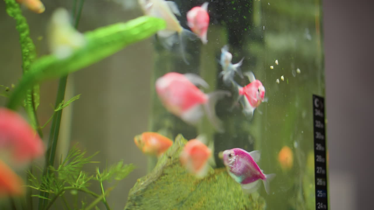 Close up of colorful tropical fish swimming inside illuminated home aquarium with green plants decorative stones and bubbles visible on glass surface creating vibrant underwater scene