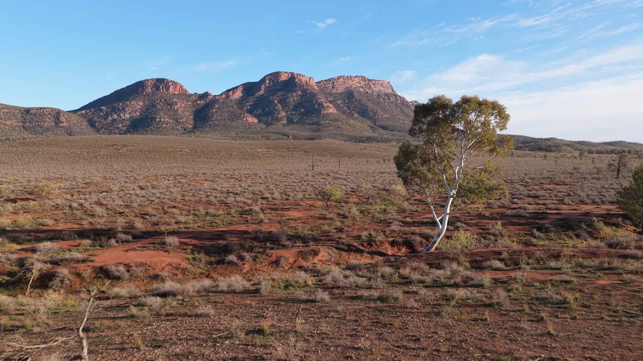 Low reverse drone shot reveals solitary tree with rugged mountains in Flinders Ranges, South Australia