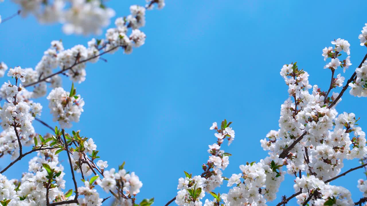 Cherry branches with white flowers sway from the wind