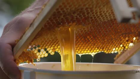 fresh honey dripping from a honeycomb frame