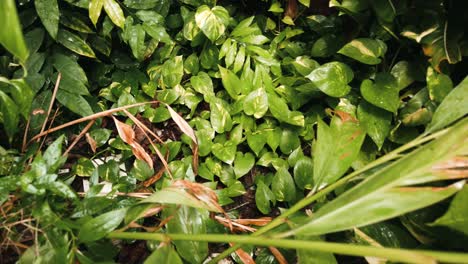 Landscape-natural-tropical-jungle-view-of-the-tropical-forest-when-it-is-raining-in-rainy-day