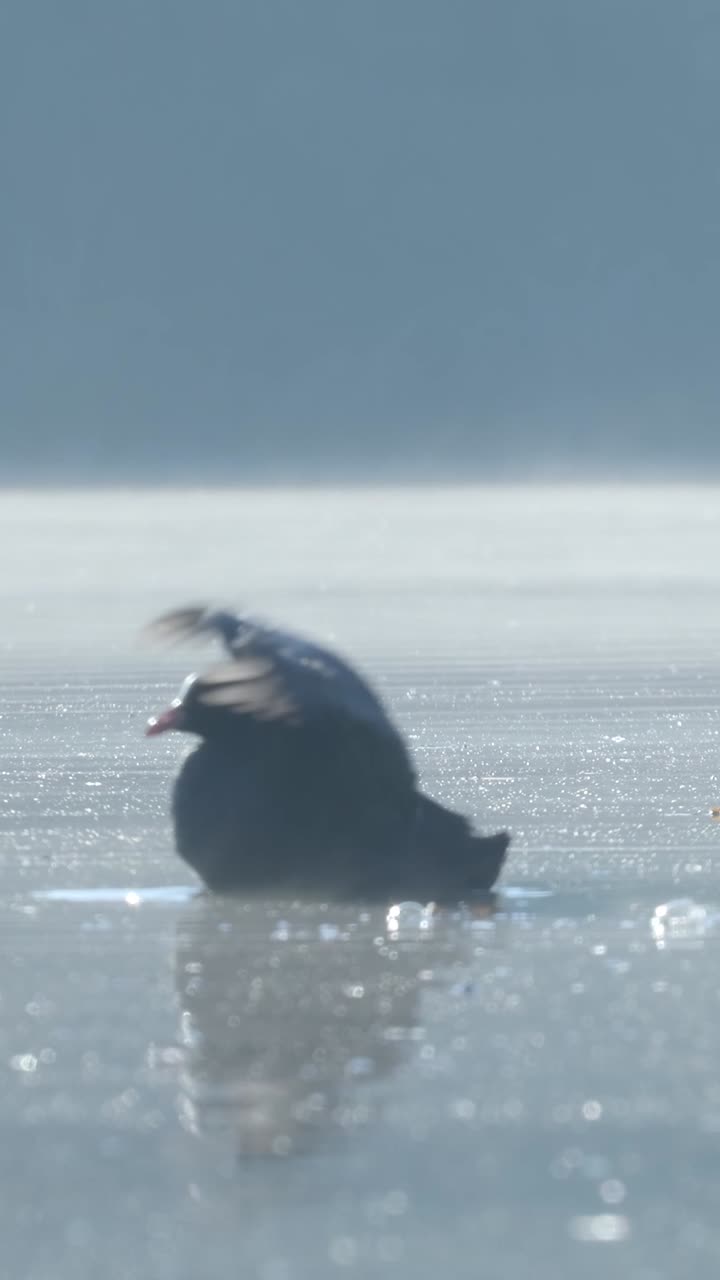 Coot on Water