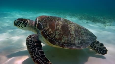 a sea turtle swims gracefully in clear, shallow tropical waters