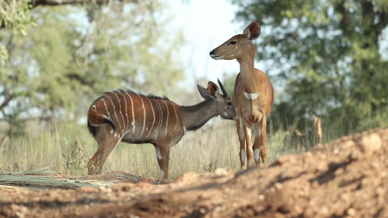 Low angle shot of a young nyala male and female standing and walking, Greater Kruger.