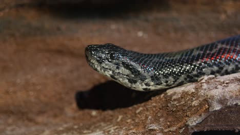 un primer plano de una serpiente