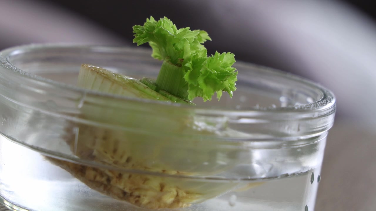 Coltivare verdure a casa in barattoli di vetro, giardinaggio domestico